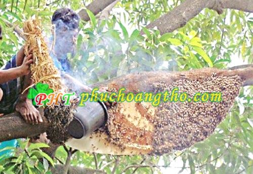 lấy sáp mật ong rừng nguyên chất