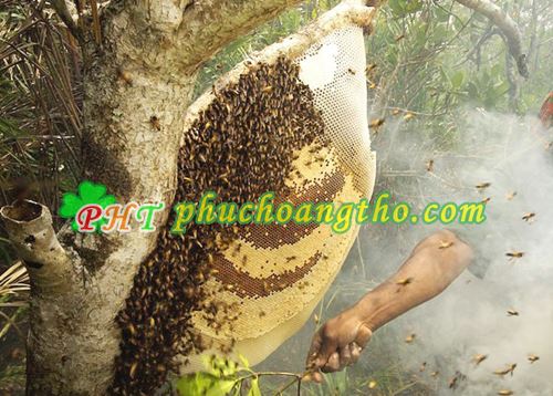 tổ mật ong rừng dưới thấp