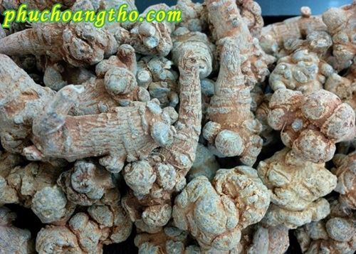 Cách chọn mua tam thất bắc