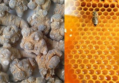 ăn tam thất trộn mật ong rừng