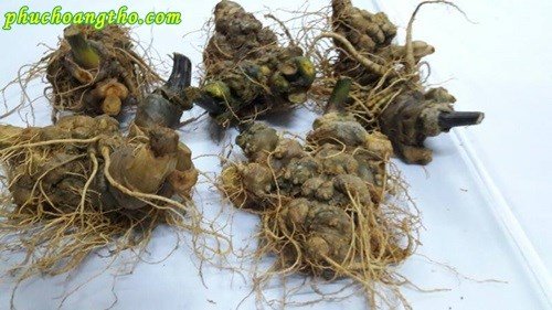 Tam thất ngâm rượu