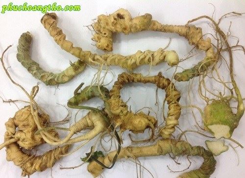 Phân loại tam thất
